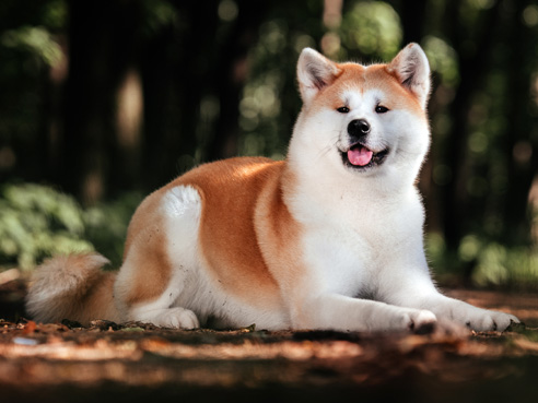 Der Akita wird in Japan als Statussymbol verehrt. Viele Jahre war der Export der Rasse verboten.