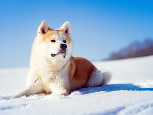 Das Wesen des Akita ist von eher zurückhaltender Natur. Er liebt den Auslauf bei Schnee und Eis, auch wenn er für Hundesport eher nicht zu begeistern ist.
