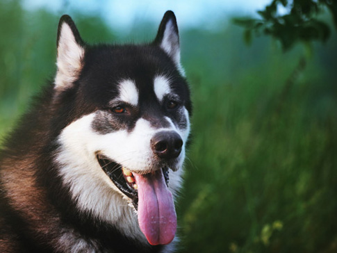 Alaskan Malamutes haben einen ausgeglichenen und sehr menschenfreundlichen Charakter. 