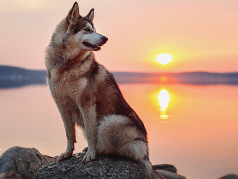 Bereits seit 2000 Jahren zieht der Alaskan Malamute Lasten und Schlitten in der Arktis. Die Rasse gilt als die größte arktische Schlittenhund-Rasse.