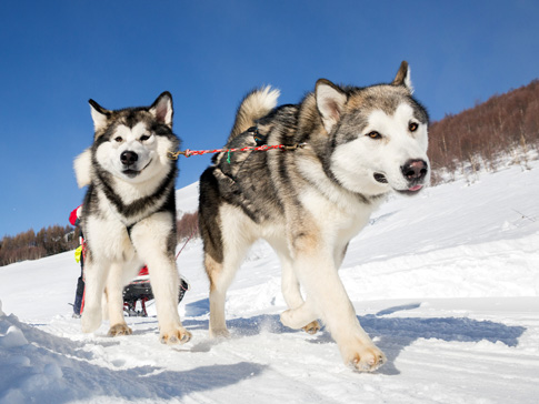 Alaskan Malamutes haben ein freundliches Wesen. Allerdings sollten sie idealerweise im Rudel leben. Sie brauchen viel Auslauf.