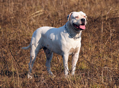  Das Naturell des American Bulldogs ist durchaus von sportlicher Natur, was bedeutet, dass er trotz seines korpulenten Aussehens Bewegung und Auslauf schätzt.. Auch Hundesportarten wie Agility kommen infrage.