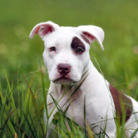 american-pit-bull-terrier-temperament