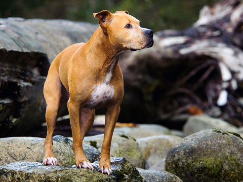 Gut sozialisiert hat der American Pitbull Terrier durchaus ein freundliches und friedliches Wesen. Dennoch möchte er, wie jeder Hund, ausreichend Auslauf bekommen.