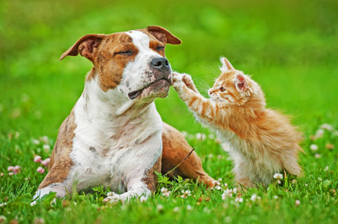 American Staffordshire Terrier Charakter Der American Staffordshire Terrier ist verschmust, hat aber auch einen durchsetzungsstarken Charakter.
