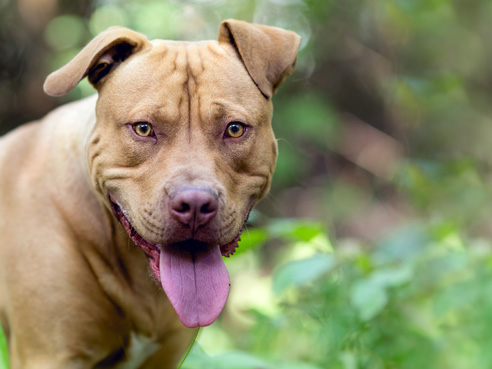 American Staffordshire Terrier sind eine sehr kinderliebe Rasse, jedoch wachsam und im Ernstfall jederzeit bereit, ihr Rudel zu verteidigen.