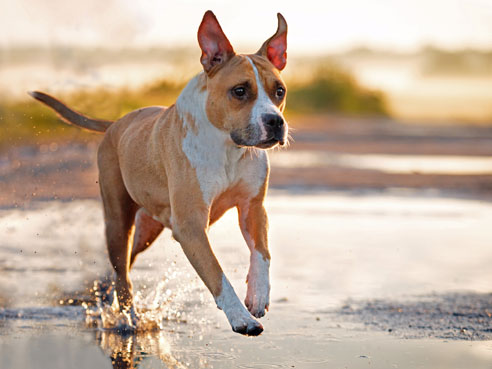 Das Wesen des American Staffordshire Terrier wird oft zu Unrecht als aggressiv beschrieben. Gut sozialisiert ist er ein friedliebender Hund.