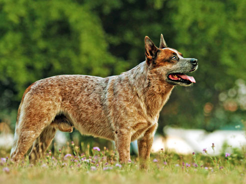 Australian Cattle Dogs haben eine ausgeglichenen Charakter, wenn sie genügend ausgelastet und beschäftigt werden..