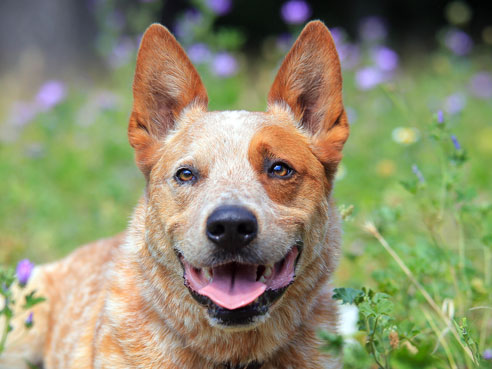 Australian Cattle Dogs sind robuste, unermüdliche und zuverlässige Hüte- und Treibhunde. 