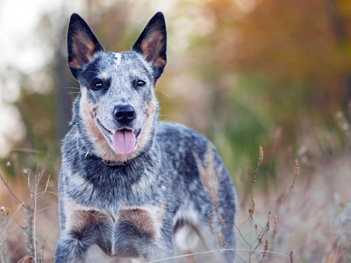 Das Wesen des Australian Cattle Dog ist geprägt von seinem unermüdlichen Drang zu arbeiten und zu hüten. Erhält er genügend Auslauf und Beschäftigung, ist er ein sehr ausgeglichener Hund.