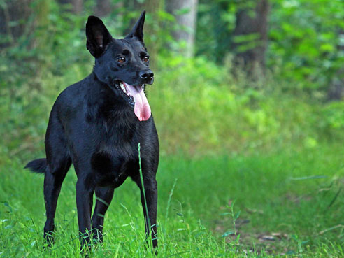 Wenn ein Australian Kelpie genügend ausgelastet ist, hat der Hund einen guten und relativ leicht erziehbaren Charakter.