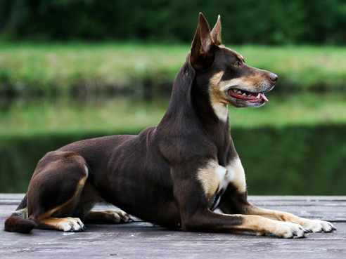 Das Wesen des Australian Kelpies lässt sich als selbstsicher und temperamentvoll beschreiben. Er braucht viel Auslauf und liebt Hundesportarten wie Agility.