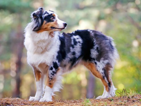 Australian Shepherds haben einen leicht erziehbaren Charakter. Es gibt den Hund in einer Vielzahl von Fellfarben, jeder Hund hat ein eigenes Aussehen.