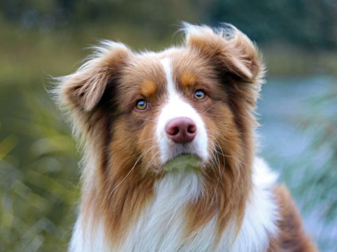 Australian Shepherds gelten als hervorragende Hütehund-Rasse und werden bevorzugt zum Hüten von Schafen eingesetzt.