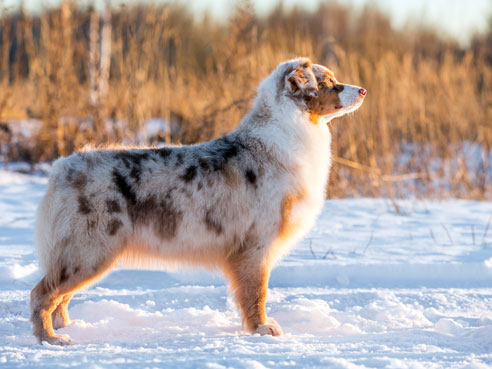 Australian Shepherds zeichnet ein gutmütiges und kinderliebes Wesen aus.