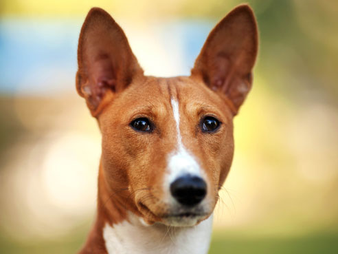 Man sagt dem Basenji nach, dass er manchmal auch einen sehr dickköpfigen Charakter besitzen kann.