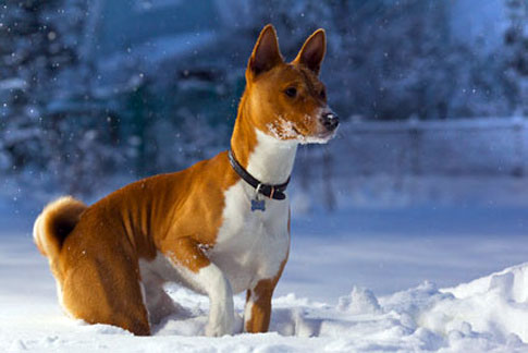 Basenjis sollten im Winter ein Mäntelchen targen.