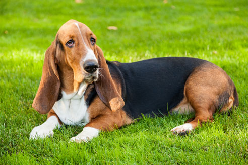 Basset Hounds haben zuweilen einen dickköpfigen bis sturen Charakter. 