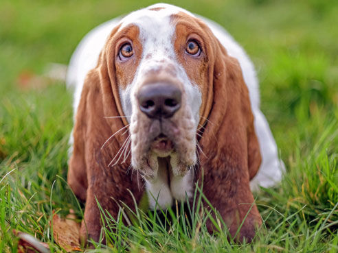 Der Basset Hound ist ein Hund für den Individualisten. In den 1970er Jahren galt er als Modehund.