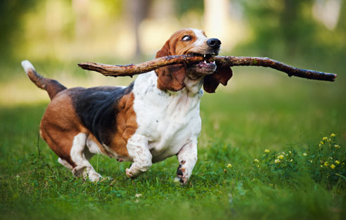 Das Wesen des Basset Hounds kann definitv nicht als sportlich bezeichnet werden. Er bevorzugt gemütliche Spaziergänge und genüssliches Schnüffeln.