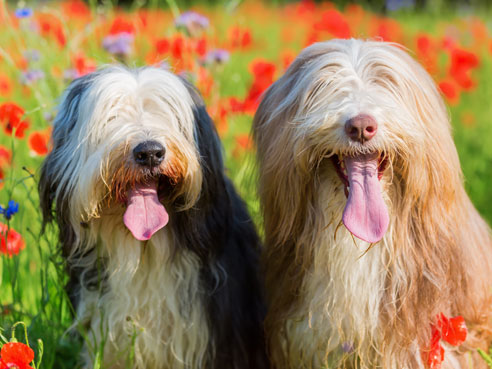 Bearded Collies haben einen gutmütigen Charakter und sind relativ einfach zu erziehen.