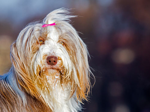 Einst ein zuverlässiger Hütehund, hat sich der Bearded Collie heute zu einem kinderlieben Familienhund entwickelt.
