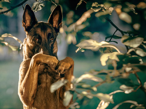 Belgische Schäferhunde brauchen unbedingt eine konsequente Erziehung und müssen entsprechend ausgelastet werden. Sie haben einen dominanten Charakter.