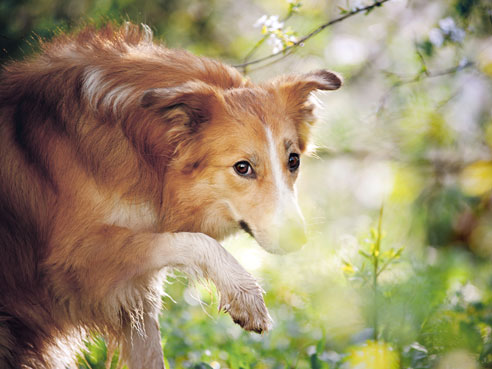 Der Charakter des Border Collies ist von Temperament und hohem Arbeitswillen geprägt. Seine Erziehung ist vergleichsweise einfach.