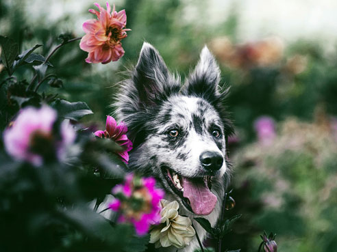Der Border Collie gilt als sehr intelligente Hunderasse. Heute wird er bevorzugt als Familienhund gehalten.