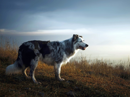 Border Collies haben ein sensibles Wesen. Sie brauchen viel Auslauf und vor allem mentale Beschäftigung.