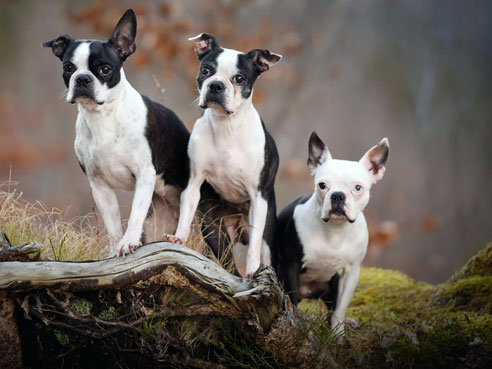 Boston Terrier haben einen sehr anhänglichen Charakter. Sie lieben Kinder und sind verspielt.