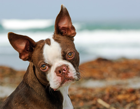 Der Boston Terrier wird oft mit der Französischen Bulldogge verwechselt. Die Rasse ist vergleichsweise einfach zu erziehen.