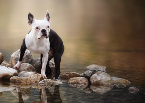 Der Boston Terrier hat ein offenes Wesen und spielt gerne. Ein Hochleistungssportler ist er aber nicht.