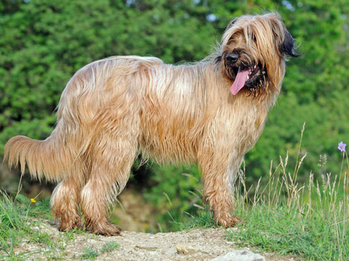 Der Briard hat einen besonders treuen Charakter. Er liebt Kinder und ist der perfekte Familienhund.