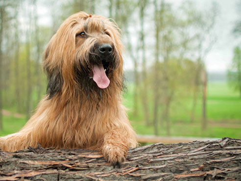 Der Briard war ursprünglich ein Hüte- und Herdenschutzhund.