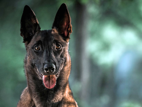 Der Malinois ist die bekannteste Varietät des Belgischen Schäferhundes. Außer ihm gibt es drei weitere Varietäten.