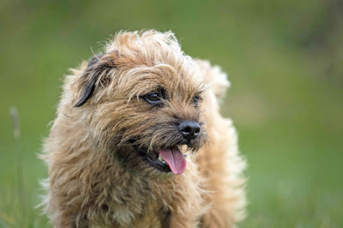 Border Terrier haben einen kinderlieben Charakter.