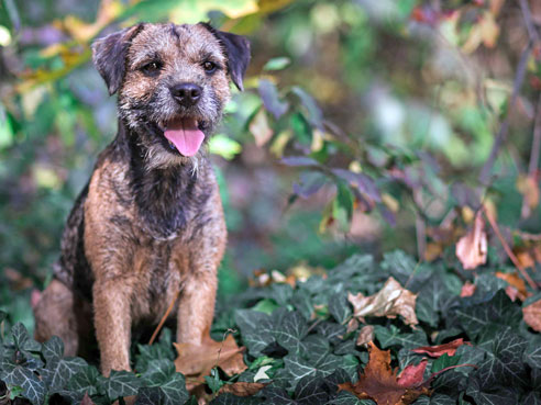 Der Border Terrier braucht viel Auslauf und will beschäftigt werden.