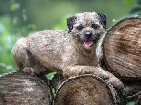 Der Charakter des Border Terriers ist von Kinderliebe und einem starken Jagdtrieb geprägt.