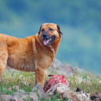 Kangal-Anatolischer-Hirtenhund