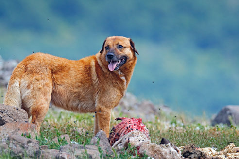 Der Kangal wird auch Anatolischer Hirtenhund genannt. Er ist ein selbständig handelnder Herdenschutzhund zum Schutz großer Viehherden. 