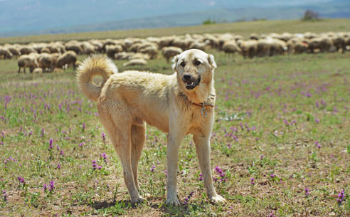 Kangals sind große Herdenschutzhunde und sind in ihrer Haltung anspruchslos. Ihr Wesen erfordert allerdings einen richtigen Hundekenner.