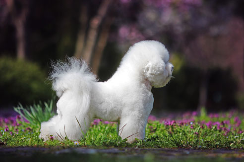 Bichon Frisés sind für Allergiker besser geeignet, da sie ein langes, lockiges Fell haben, das nicht haart. 