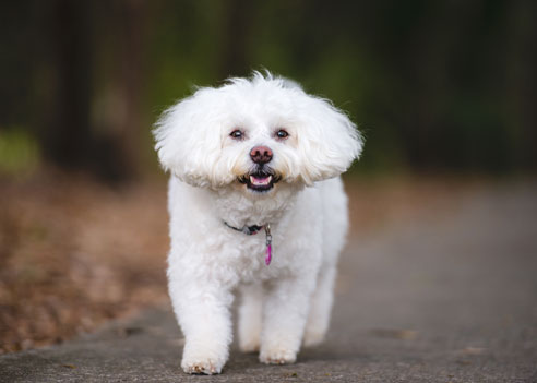 Wie alle Bichons ist auch der Bichon Frisé gelehrig, intelligent und liebt lange Spaziergänge. Die Fellpflege ist einfach, ab und zu sollte man den Hund trimmen.