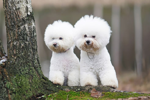 Bichon Frisés haben einen zugewandten und fröhlichen Charakter. Ihre Erziehung ist einfach.