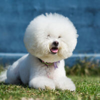 Bichon-Frisé-Rasse