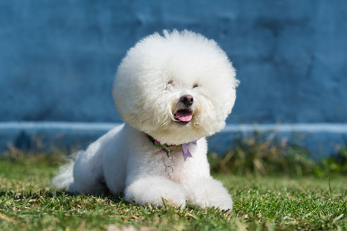 Bichon-Frisé-Rasse