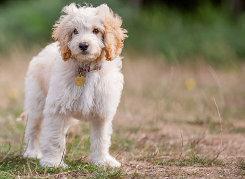 Cockapoos eignen sich für den Allergiker eher als viele andere Hunde, da sie wenig Haare verlieren. Allerdings enthält auch das Fell des Cockapoo Allergene.