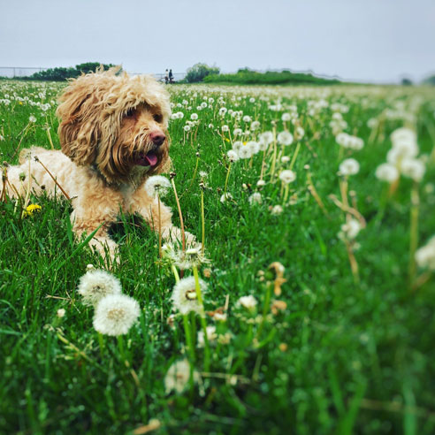 Cockapoos haben ein großes Bedürfnis nach Bewegung. Sie lieben Apportierspiele, Agility und haben manchmal einen Jagdtrieb.