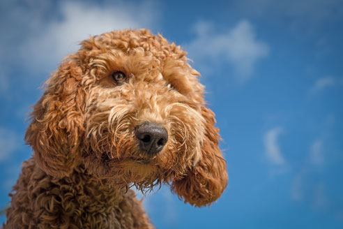 Der Cockapoo ist ein Mix aus Cocker Spaniel und Pudel. Die "Designerhund" Rasse wird nicht von der FCI anerkannt.